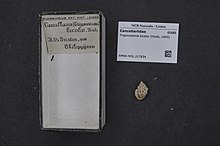 מרכז המגוון הביולוגי נטורליס - RMNH.MOL.217834 - טריגונוסטומה דו-צבעונית (הינדס, 1843) - Cancellariidae - Mollusc shell.jpeg