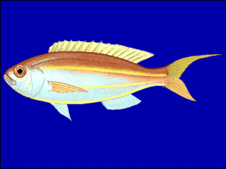 <span class="mw-page-title-main">Yellowbelly threadfin bream</span> Species of fish