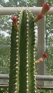 Cactus