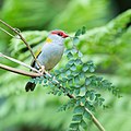 Red-browed Finch (Neochmia temporalis), Kembla Heights, New South Wales, Australia