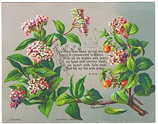 New Year card featuring a Lauristinus (Viburnum tinus) and Solanum.