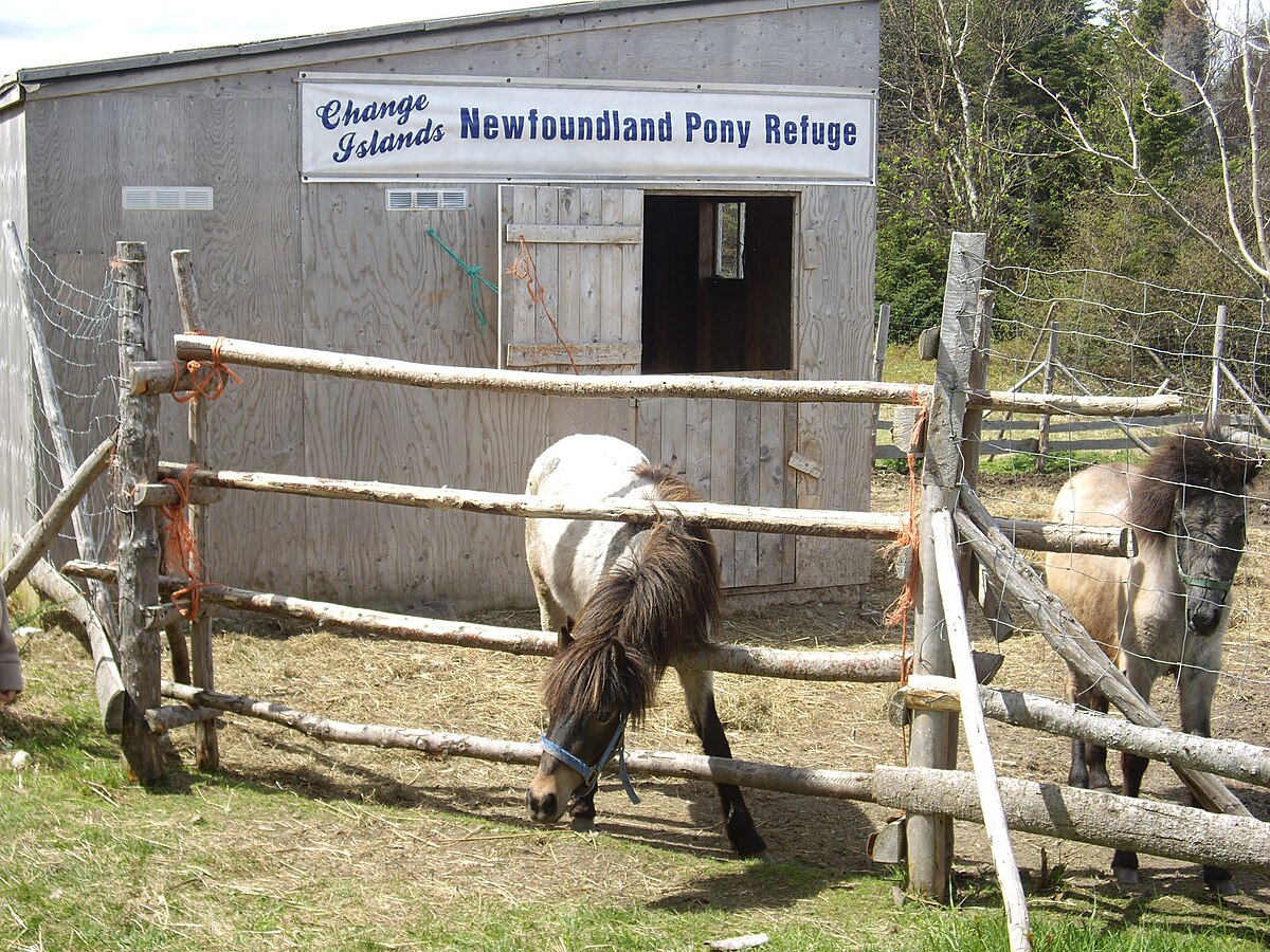 Newfoundland pony - Wikipedia