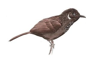 <span class="mw-page-title-main">Nonggang babbler</span> Species of bird