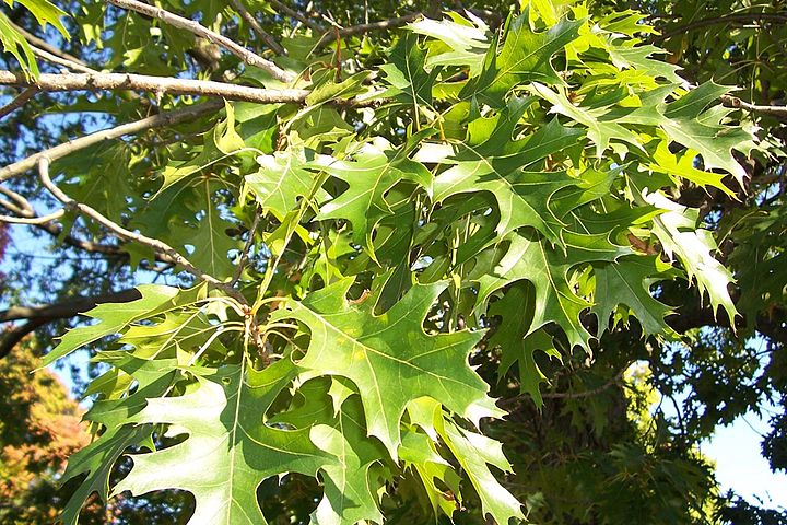 Классификация дуба вид. Дуб булавчатый Quercus ellipsoidalis. Дуб черешчатый «pectinata». Дуб болотный Quercus palustris. Дуб черешчатый лист.