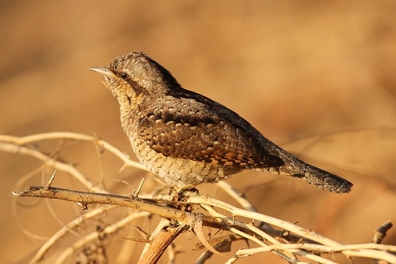 File:Northern wryneck by David Raju (cropped).jpg