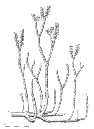 <i>Nothia aphylla</i> Extinct species of spore-bearing plant