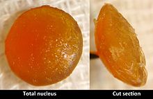 Nucleus of a mature cataract removed by ECCE Nucleus of hypermature cataract with cut section.jpg