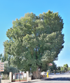 Nuevo Baztán (RPS 09-10-2021) Ulmus minor, árbol singular de la Comunidad de Madrid (251).png
