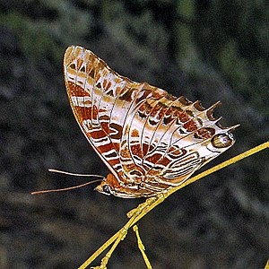 Nymphalidae - Charaxes pollux.JPG