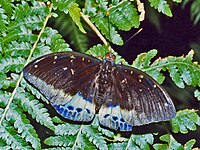 Nymphalidae - Lexias pardalis.jpg