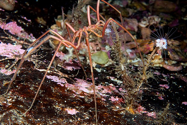 Secrets of giant Antarctic sea spiders 640px-Nymphon-leptocheles