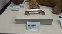 Bone in Okhotsk Museum Esashi