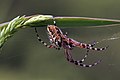 * Nomination Oak Spider (Aculepeira ceropegia) female, Kampinos Forest, Poland --Charlesjsharp 11:32, 30 June 2016 (UTC) * Promotion Good quality. --Hubertl 12:08, 30 June 2016 (UTC)