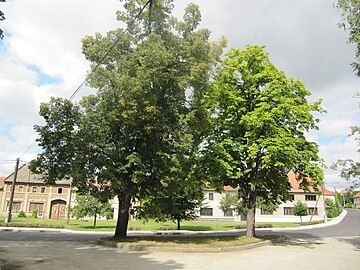 Arbres sur la place du village.