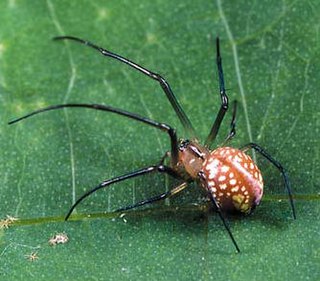 <i>Okileucauge</i> Genus of spiders