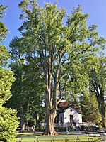 This American elm dates back to the opening of the Public Gardens in the 1860s. Old American elm tree near Horticultural Hall in Halifax Public Gardens - August 2019.jpg