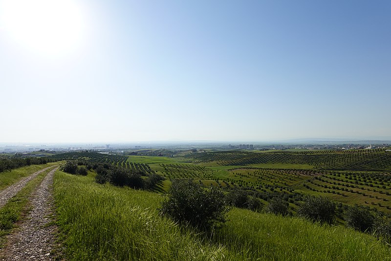 File:Olive trees in Erbil3.jpg