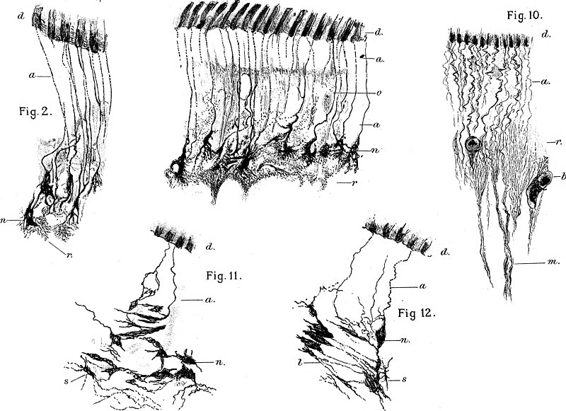 File:On Nerve-End Cells in the Dental Pulp (1920) (14589739269).jpg