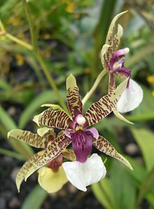 Oncidium hastilabium (2) .jpg