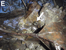 Photo of two Oncomelania minima in a mountain streamlet. Oncomelania minima habitat.png