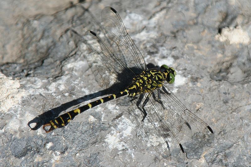 File:Onychogomphus forcipatus male Hohebach 20070624 3.jpg