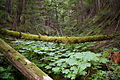 Eaton Lake, Hope, British Columbia