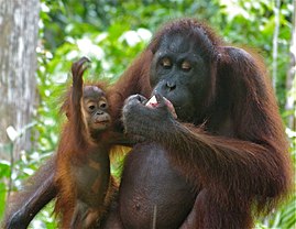 Orang Utan (Pongo pygmaeus) female with baby (8066259067).jpg
