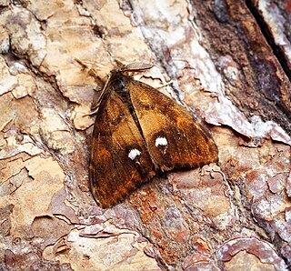 <i>Orgyia antiqua</i> Species of moth