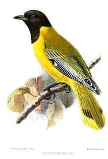 Ethiopian oriole Species of bird