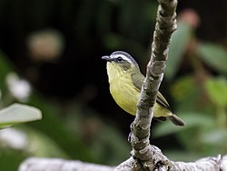 Ornithion semiflavum - Yellow-bellied Tyrannulet (cropped).jpg