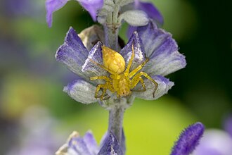 Oxyopes variabilis Oxyopes variabilis (16186020449).jpg