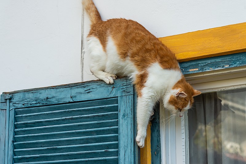 File:Pörtschach Winklern 10.-Oktober-Straße 67 weißrote getigerte Katze 21112022 9425.jpg