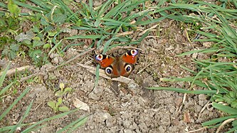 Aglais io on the ground / (Upper Swabia)