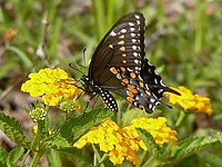 Papilio polyxenes, the state butterfly of Oklahoma, is found on Black Mesa.