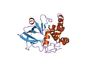 <span class="mw-page-title-main">NAD(P)(+)—protein-arginine ADP-ribosyltransferase</span>