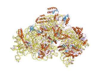 Domain (biology) - Wikipedia