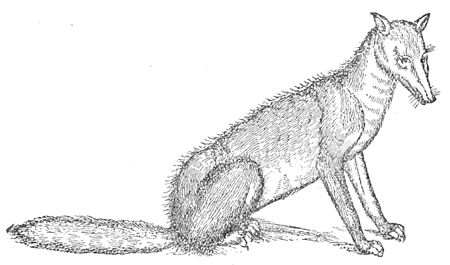 PSM V47 D057 Gesner fox.jpg