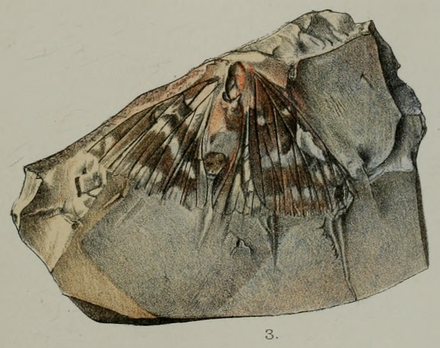 Lithopsyche antiqua, an Early Oligocene butterfly from the Bembridge Marls, Isle of Wight, 1889 engraving