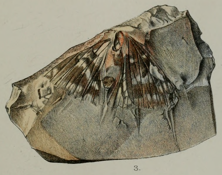 File:PZSL1889Plate31 Fossil Papilionid Butterfly Lithopsyche antiqua from Early Oligocene Bembridge Marls.png
