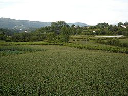 Alto Miño: Sub-región NUTS 3 de portugal