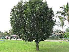 Calophyllum brasiliense