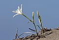 * Nomination Sea daffodil (Pancratium maritimum). Adana - Turkey. --Zcebeci 12:38, 11 October 2016 (UTC) * Promotion  Support Good quality.--Famberhorst 15:11, 11 October 2016 (UTC)