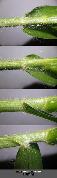 File:Panicum miliaceum subsp. agricola sl29.jpg