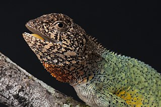 <i>Enyalius</i> (lizard) Genus of lizards