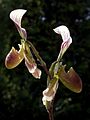 Paphiopedilum callosum