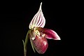 Paphiopedilum purpuratum