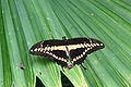 Papilio cresphontes Artis, Zoo