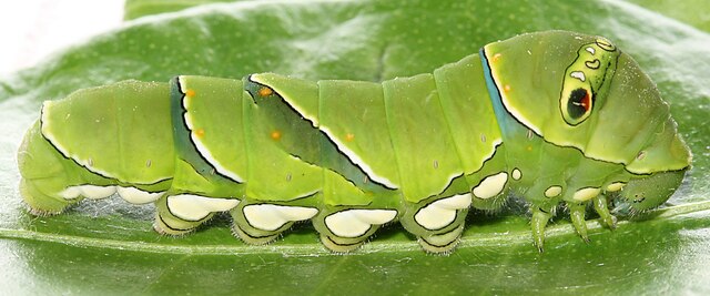 Larva of the Papilio xuthus butterfly