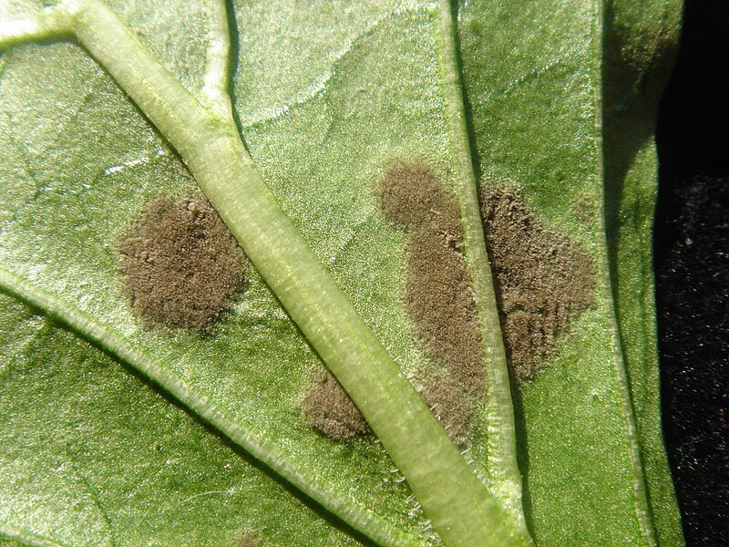 File:Paprika Passalora capsicicola-3-- Bedlan-Gemüse 11-2012.jpg