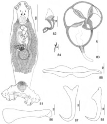 Parasite150040-fig11 Pseudorhabdosynochus meganmarieae Kritsky ، Bakenhaster & Adams ، 2015 - شکل 81-88.tif